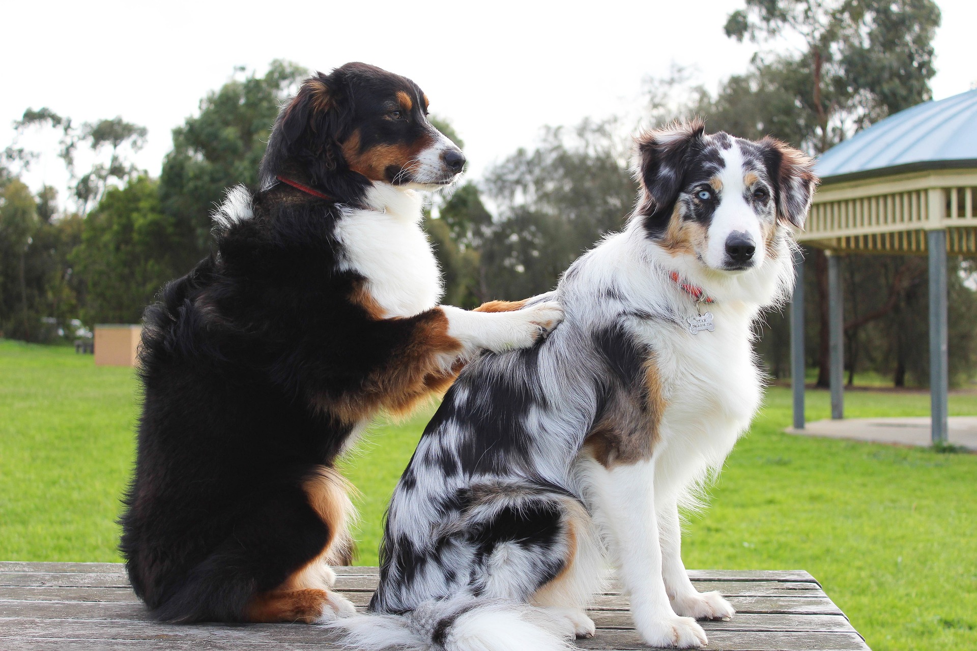 canine massage